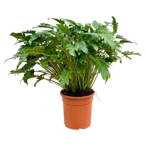 "Philodendron Xanadu - 100 cm - Ø35 image"