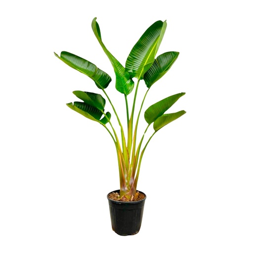 "Weiße Paradiesvogelblume (Strelitzia augusta) – pflegeleichte Zimmerpflanze, Höhe ca. 160 cm image"