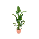 Combi deal - Strelitzia Nicolai including elho Vibes Fold Round pink Ø30 - 160 cm