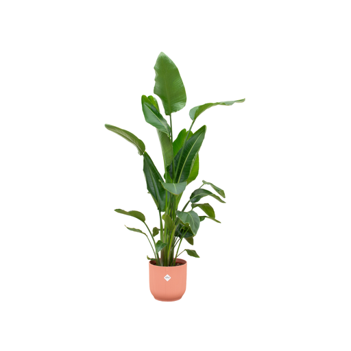 "Combi deal - Strelitzia Nicolai including elho Vibes Fold Round pink Ø30 - 160 cm image"