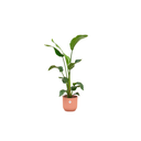 Combi deal - Strelitzia Nicolai including elho Vibes Fold Round pink Ø22 - 100 cm
