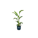 Combi deal - Strelitzia Nicolai including elho Vibes Fold Round blue Ø22 - 100 cm