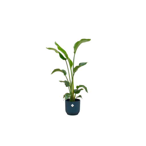 "Combi deal - Strelitzia Nicolai including elho Vibes Fold Round blue Ø22 - 100 cm image"