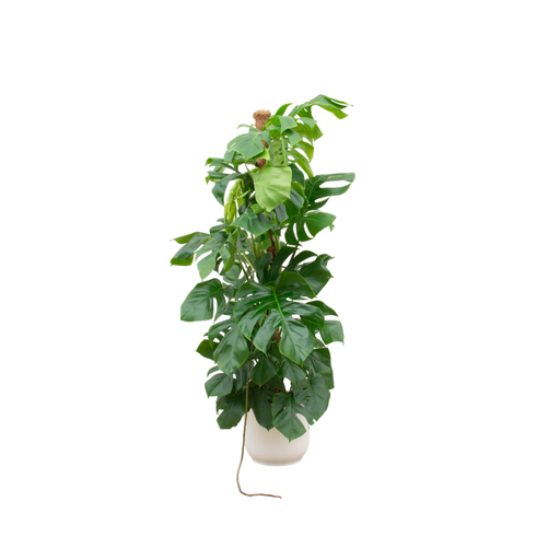 "Combi deal - Monstera Pertusum XL including elho Vibes Fold Round white Ø30 - 150 cm image"