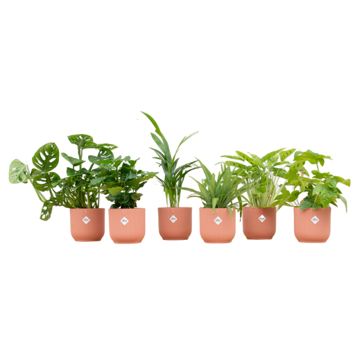 "Surprise box - 6 plants including elho Vibes Fold Round Ø14 pink image"