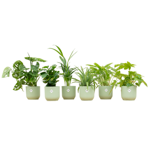 "Surprise box - 6 plants including elho Vibes Fold Round Ø14 sorbet green image"