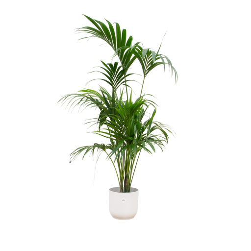 "Combi deal - Kentia palm including elho Vibes Fold Round white Ø30 - 180 cm image"