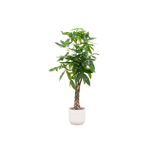"Combi deal - Pachira Aquatica including elho Vibes Fold Round white Ø30 - 150 cm image"