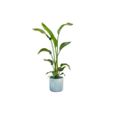 Combi deal - Strelitzia Nicolai including elho Ocean Round atlantic blue Ø22 - 100 cm