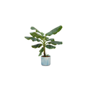Kombiangebot - Bananenpflanze (Musa) inklusive Ocean Round atlantic blue Ø22 - 110 cm