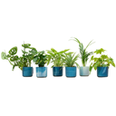 Surprise box - 6 plants including elho Ocean Round atlantic blue Ø14