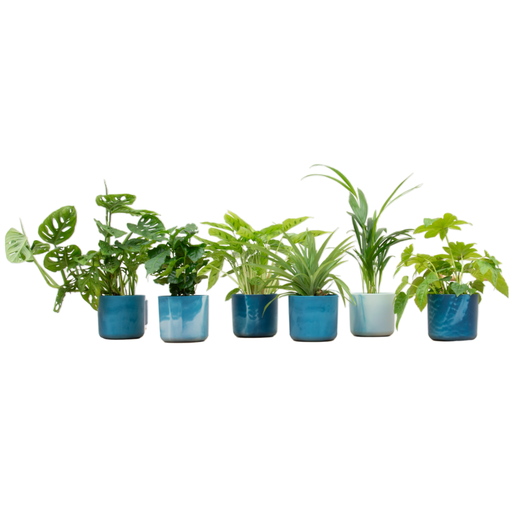 "Surprise box - 6 plants including elho Ocean Round atlantic blue Ø14 image"
