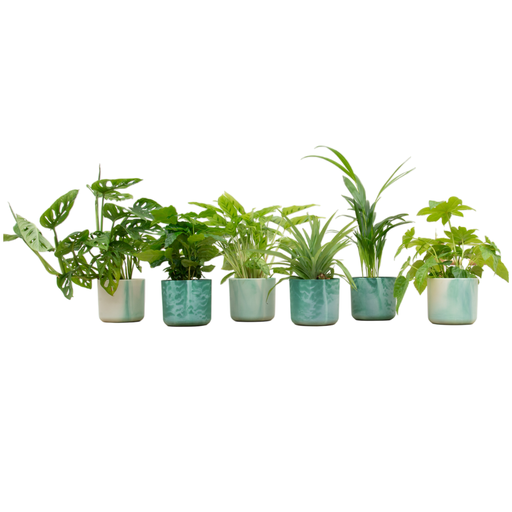 "Surprise box - 6 plants including elho Ocean Round pacific green Ø14 image"