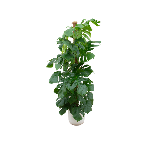 "Combi deal - Monstera Pertusum XL including elho Jazz Round white Ø26 - 150 cm image"