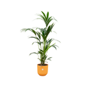 Combi deal - Kentia palm including elho Jazz Round yellow Ø26 - 160 cm
