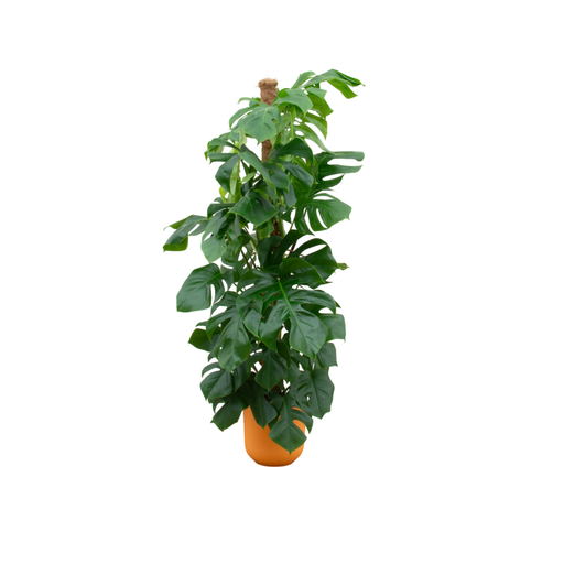 "Combi deal - Monstera Pertusum XL including elho Jazz Round yellow Ø26 - 150 cm image"