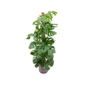 Combi deal - Monstera Pertusum XL including elho Jazz Round lilac Ø26 - 150 cm