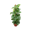 Kombi-Angebot - Monstera Pertusum XL inklusive elho Jazz Round Rot Ø26 - 150 cm