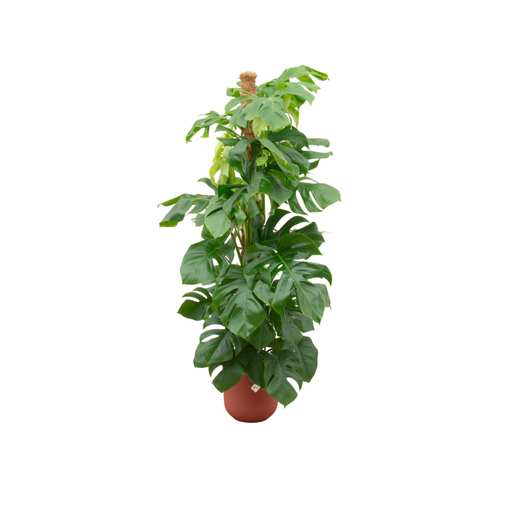 "Kombi-Angebot - Monstera Pertusum XL inklusive elho Jazz Round Rot Ø26 - 150 cm image"