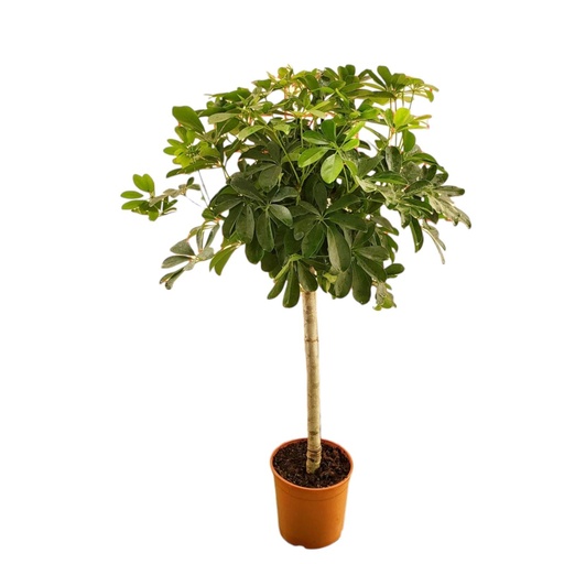 "Schefflera on stem - 130 cm - ø23 image"