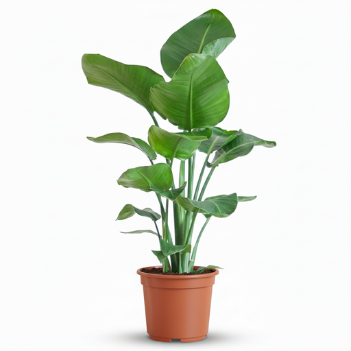 "Plante d'intérieur - Oiseau de paradis - Strelitzia Nicolai - Vert - Entretien facile - 1 Plante - Pot 19cm - Hauteur 80 - 90cm image"