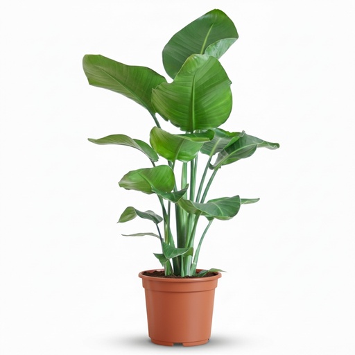 "Baumstrelitzie (Strelitzia nicolai) – pflegeleichte Zimmerpflanze, Topf-Ø 19 cm, Höhe ca. 90 cm image"