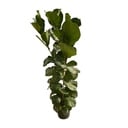 Ficus Lyrata bush - 170 cm - Ø27