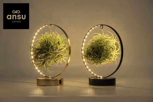 "Tillandsia Led Edition Mix - 2 Stücke - Ø11 cm - ↕23 cm image"