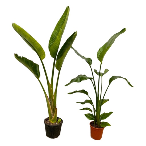 "Strelitzia Nicolai + Strelitzia Augusta - 100 cm - Topf-Ø 17 cm-21 image"