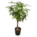 Pachira Aquatica including elho Greenville Round black - 140cm - Ø30