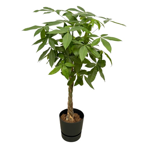 "Pachira Aquatica including elho Greenville Round black - 140cm - Ø30 image"
