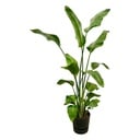 Strelitzia Nicolai including elho Greenville Round black - 180 cm - Ø30