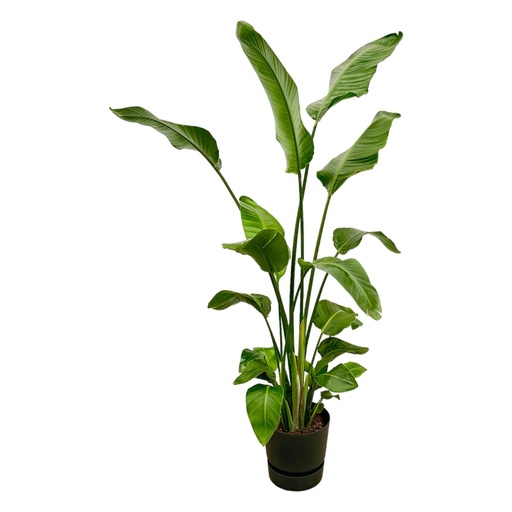 "Strelitzia Nicolai including elho Greenville Round black - 180 cm - Ø30 image"