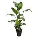 Strelitzia Nicolai including elho Greenville Round black - 160cm - Ø30