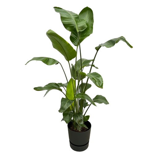 "Strelitzia Nicolai including elho Greenville Round black - 160cm - Ø30 image"