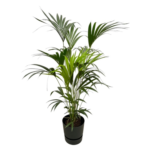 "Kentia palm including elho Greenville Round black - 160cm - Ø30 image"