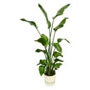 Strelitzia Nicolai including elho Greenville Round white - 170 cm - Ø30