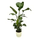 Strelitzia Nicolai including elho Greenville Round white - 160cm - Ø30