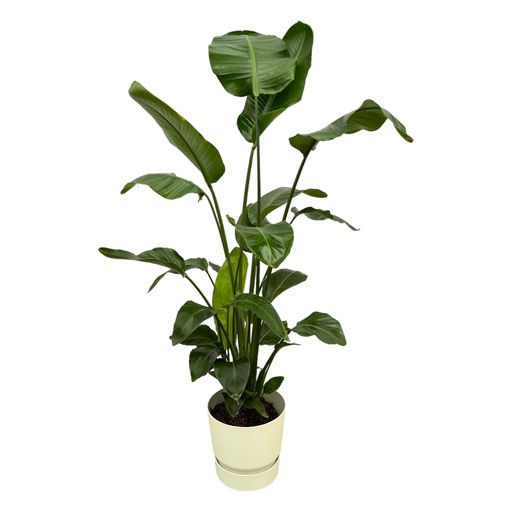 "Strelitzia Nicolai including elho Greenville Round white - 160cm - Ø30 image"
