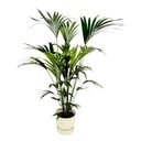 Kentia palm including elho Greenville Round white - 160cm - Ø30