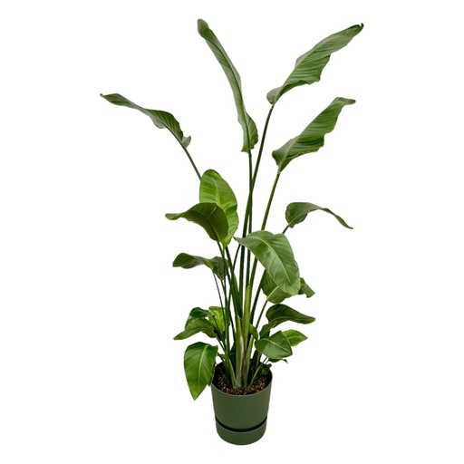 "Strelitzia Nicolai including elho Greenville Round green - 170 cm - Ø30 image"