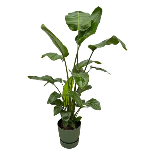 "Strelitzia Nicolai including elho Greenville Round green - 160cm - Ø30 image"