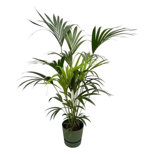 "Kentia-Palme (Kentia-palme inklusive) – pflegeleichte Zimmerpflanze, Höhe ca. 160 cm image"
