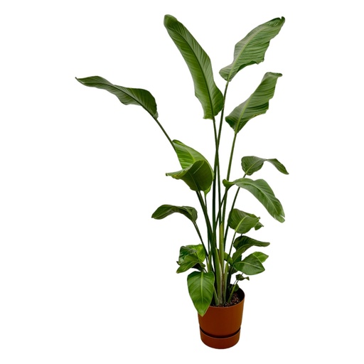 "Strelitzia Nicolai including elho Greenville Round green - 170 cm - Ø30 image"