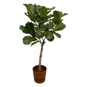 Ficus Lyrata Stamm inklusive elho Greenville Rund braun - 160 cm - Ø30