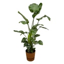 Strelitzia Nicolai including elho Greenville Round brown - 160cm - Ø30