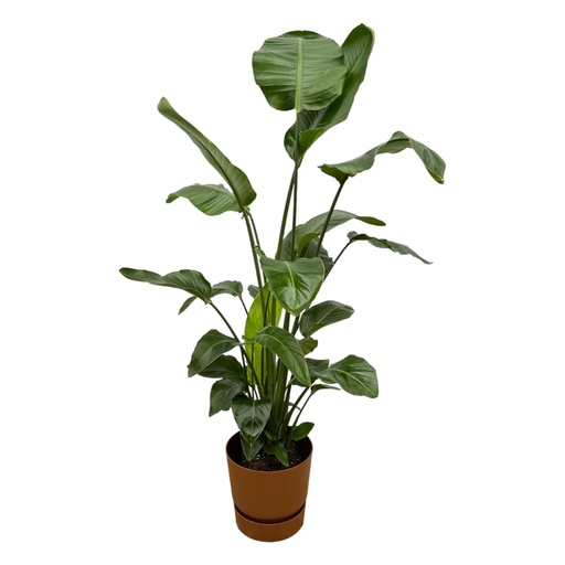 "Strelitzia Nicolai including elho Greenville Round brown - 160cm - Ø30 image"