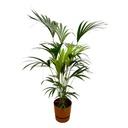 Kentia palm including elho Greenville Round brown - 160cm - Ø24