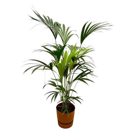 "Kentia palm including elho Greenville Round brown - 160cm - Ø24 image"