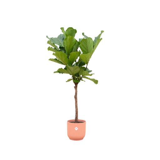 "Ficus Lyrata Stamm inklusive elho Vibes Fold Round Rosa - 150 cm - Ø30 image"